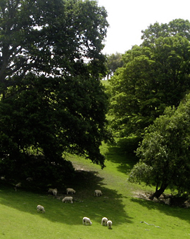 wellsong® Musikmeditation