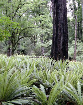 wellsong® Tinnitus-Kurs für Einzelpersonen