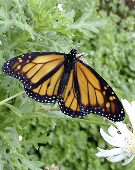 wellsong® Metamorphosen-Musik