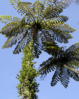 Tinnitus als Schwerpunkt